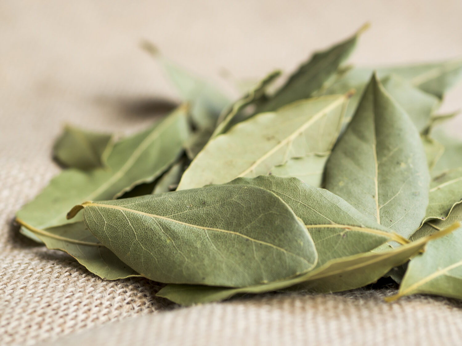 Лавровый лист